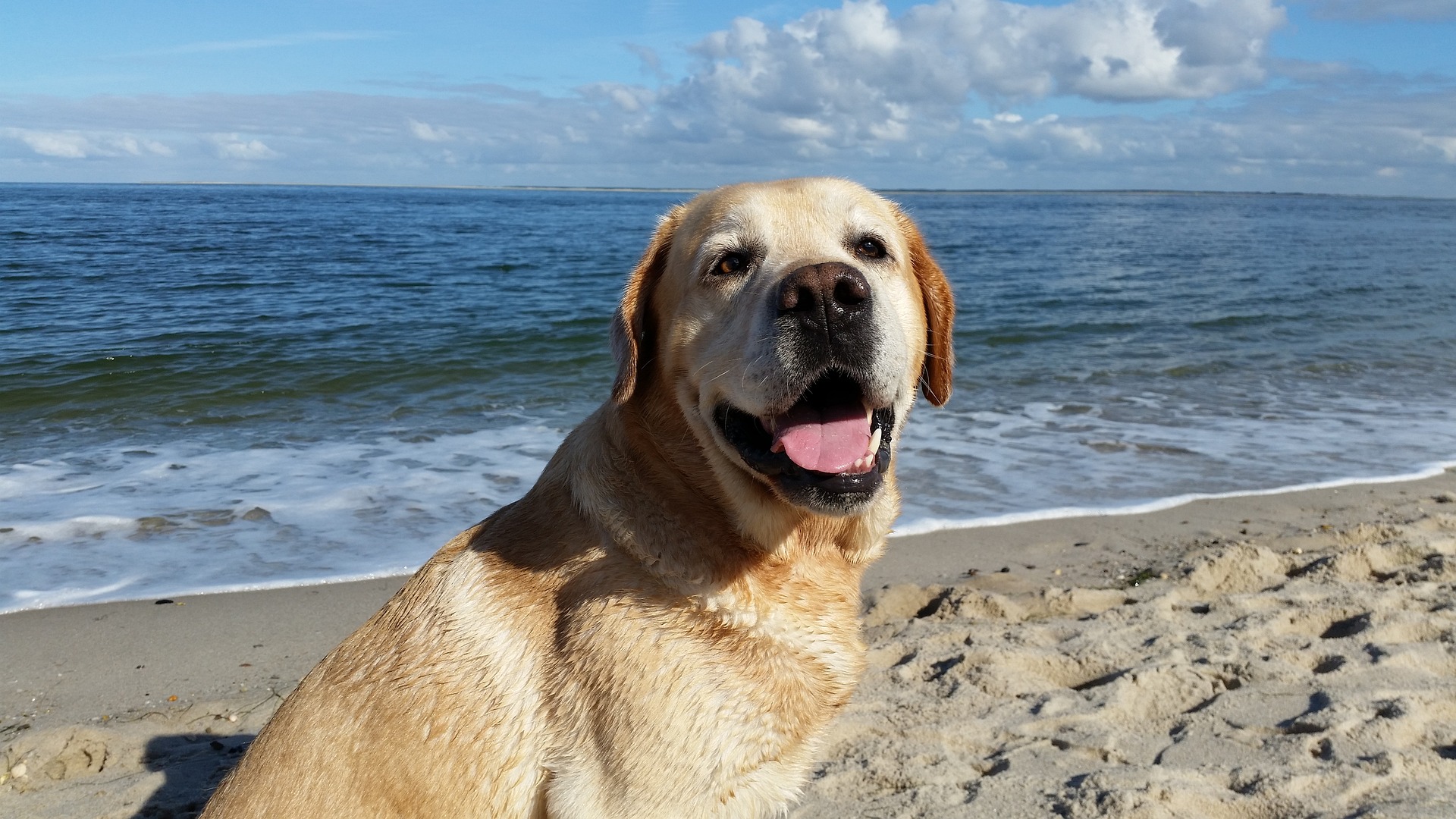 Veterinarian in Satellite Beach, FL
